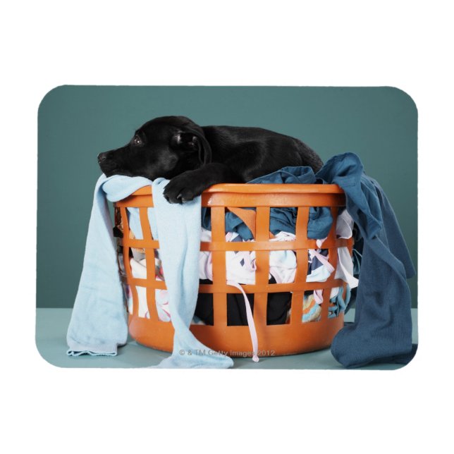Imán Cachorro tendido en la cesta de la lavandería (Horizontal)