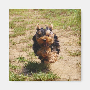 Imán Cachorro Terrier de Cute Yorkshire