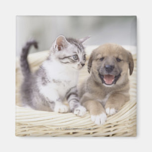 Imán Cachorro y gato bebé