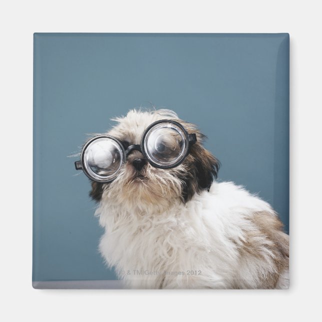 Imán Cachorros con gafas gruesas (Frente)