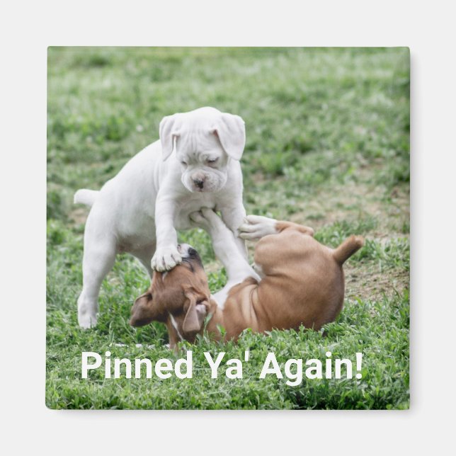 Imán Cachorros de Baby Boxer (Frente)