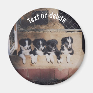 Imán Cachorros de Border Collie Personalizados