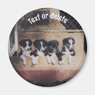 Imán Cachorros de Border Collie Personalizados
