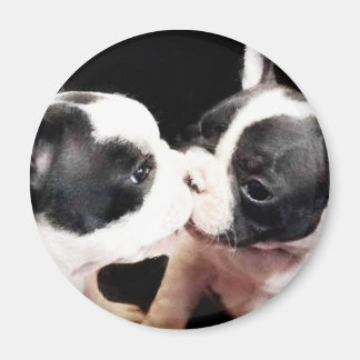 Imán Cachorros de bulldog de Francia