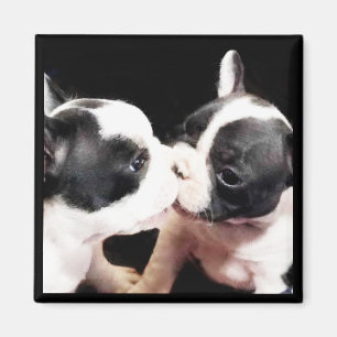 Imán Cachorros de bulldog de Francia