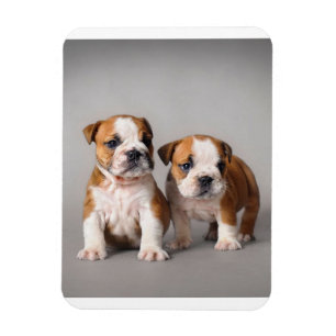 Imán Cachorros de Bulldog ingleses Bulldog de par en