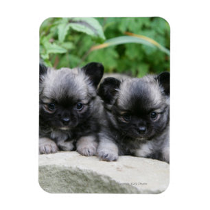 Imán Cachorros de Chihuahua