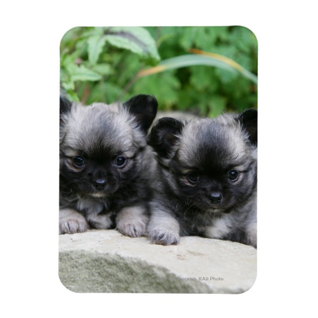 Imán Cachorros de Chihuahua (Vertical)