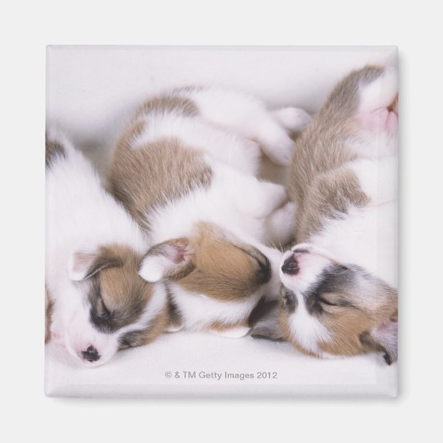 Imán Cachorros de corgi soleado (Frente)