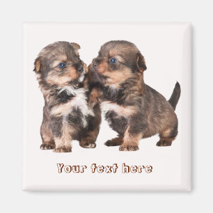 Imán Cachorros de Cute Yorkshire
