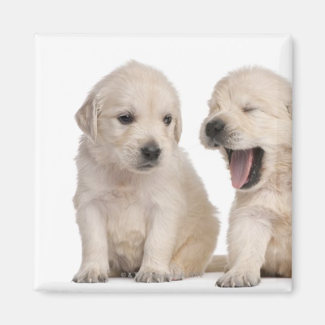Imán Cachorros de Golden Retriever (4 semanas de edad) (Frente)