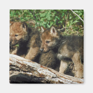 Imán Cachorros de lobo