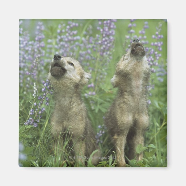 Imán Cachorros De Lobo En Meadow (Frente)