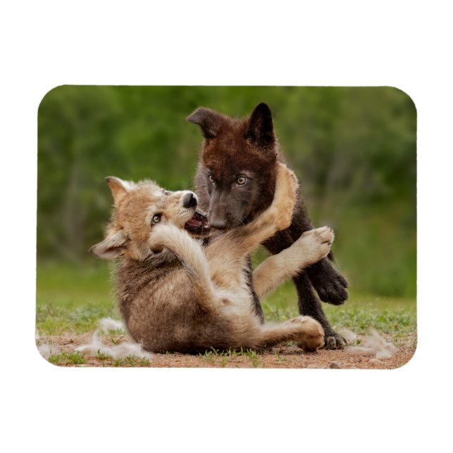 Imán Cachorros de Lobo Gris Luchando (Horizontal)