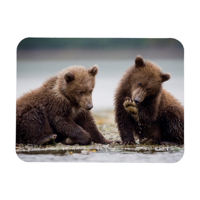 Imán Cachorros de oso pardo junto al arroyo (Horizontal)