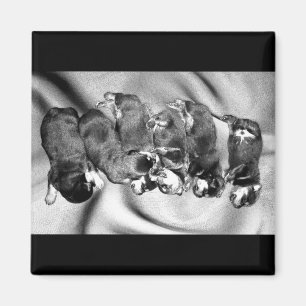 Imán cachorros de rottweiler dormilón