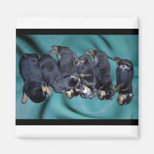 Imán cachorros de rottweiler dormilón