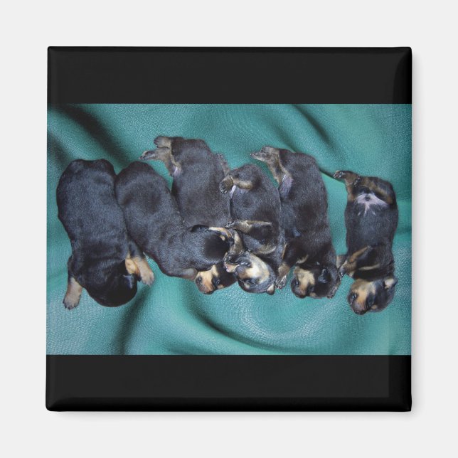 Imán cachorros de rottweiler dormilón (Frente)