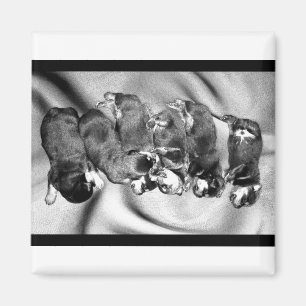 Imán cachorros de rottweiler dormilón