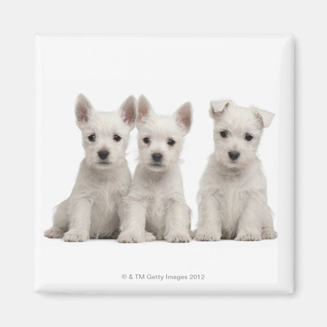 Imán Cachorros de West Highland Terrier (7 semanas de e (Frente)