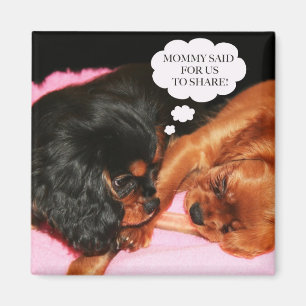 Imán Cachorros del Cavalier King Charles Spaniels