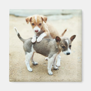 Imán Cachorros en la playa