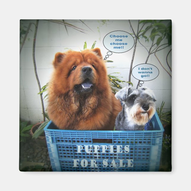 Imán Cachorros En Venta (Frente)