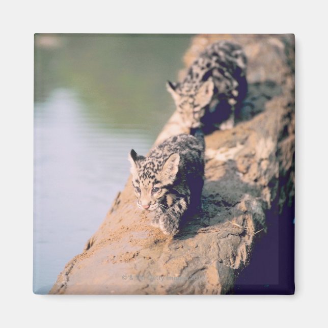 Imán Cachorros leopardos en el tronco (Frente)