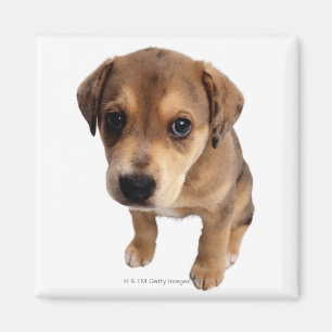 Imán Cachorros mixtos