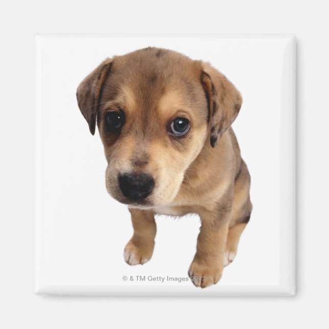 Imán Cachorros mixtos (Frente)