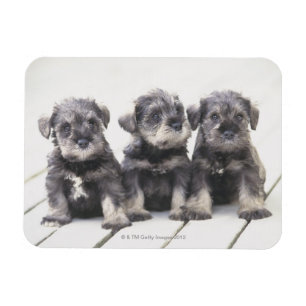 Imán Cachorros Schnauzer en miniatura