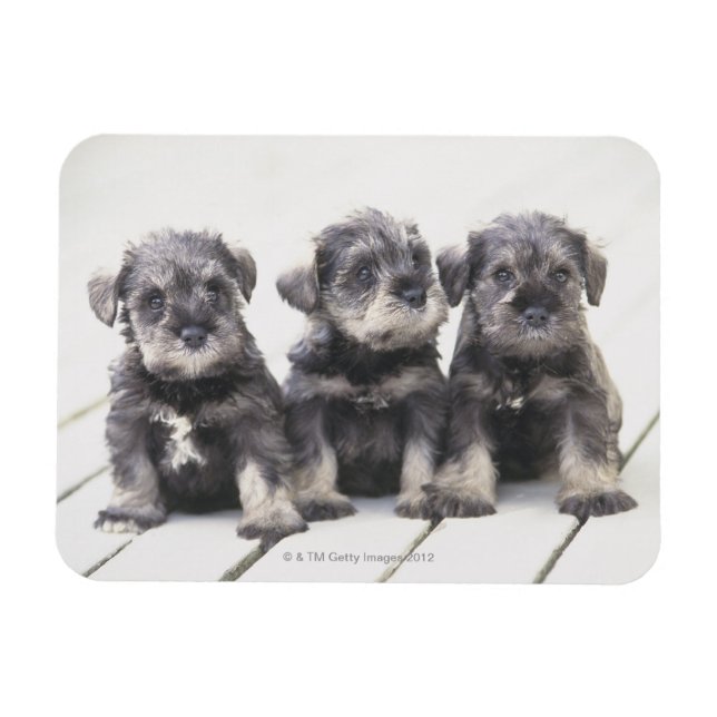 Imán Cachorros Schnauzer en miniatura (Horizontal)