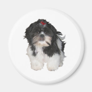 Imán Cachorros Shitzu Shih Tzu