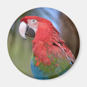 Imán Cachorus guanus