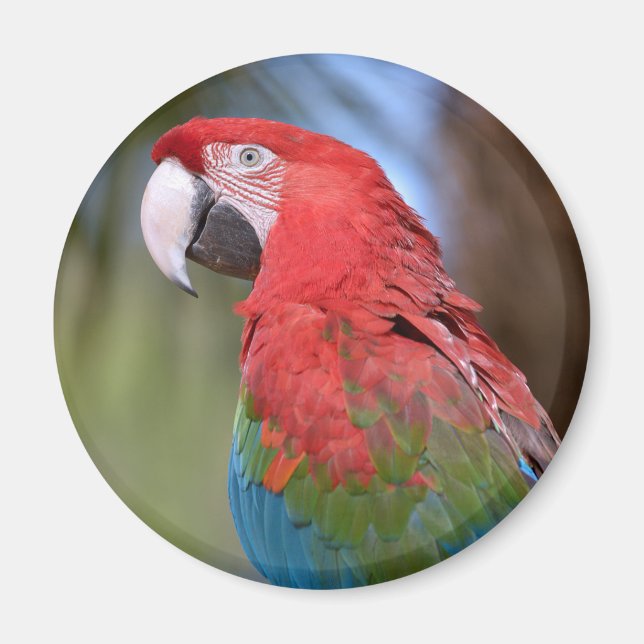 Imán Cachorus guanus (Frente)