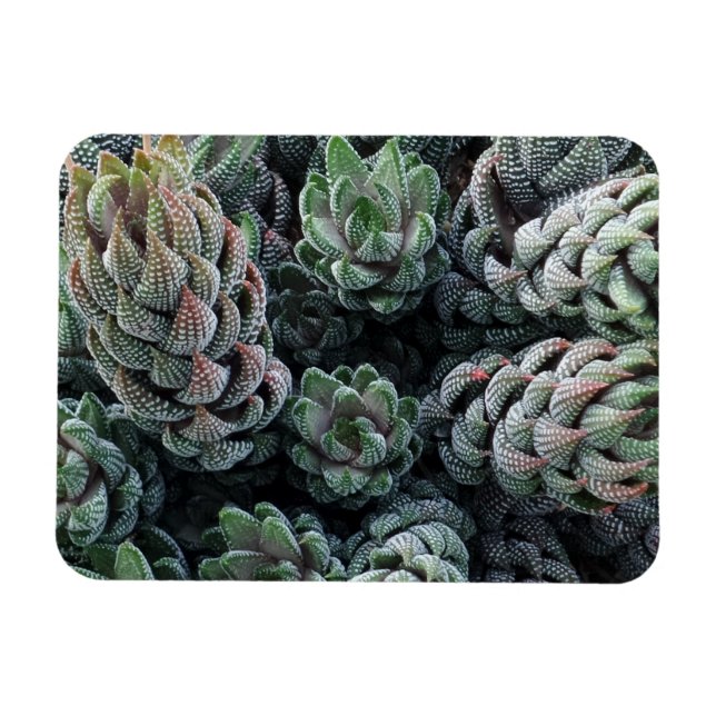 Imán Cactus 3"x4" Magnet (Horizontal)