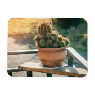 Imán Cactus a la luz del sol