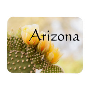 Imán Cactus amarillos florecen, Arizona