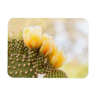 Imán Cactus amarillos florecen en Arizona