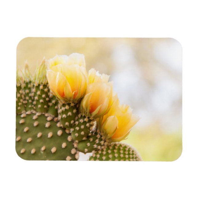 Imán Cactus amarillos florecen en Arizona (Horizontal)