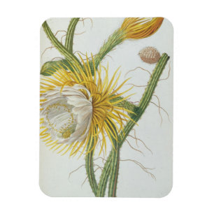 Imán Cactus: Cereus, de la "Plantae Selectae" 175 de Tr