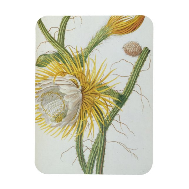 Imán Cactus: Cereus, de la "Plantae Selectae" 175 de Tr (Vertical)