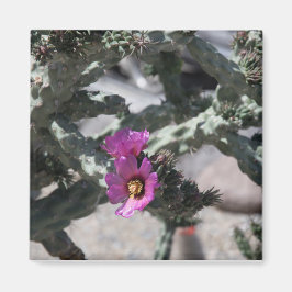 Imán Cactus Cholla en flor