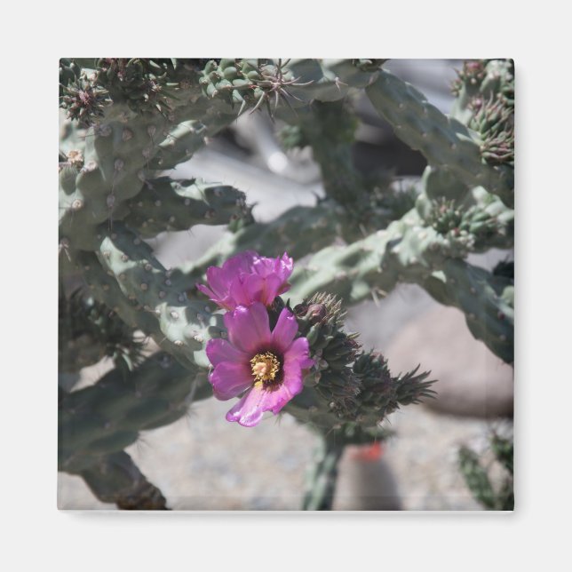 Imán Cactus Cholla en flor (Frente)