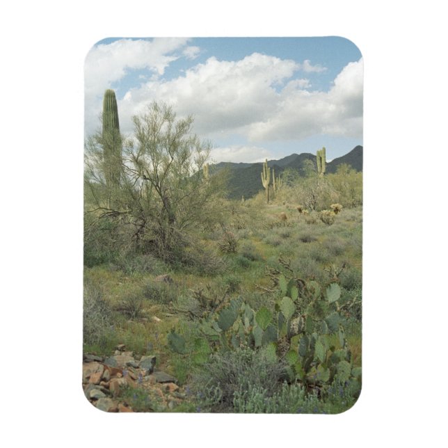 Imán Cactus Coloring Deert Magnet (Vertical)
