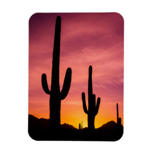 Imán Cactus de Saguaro al amanecer, Arizona