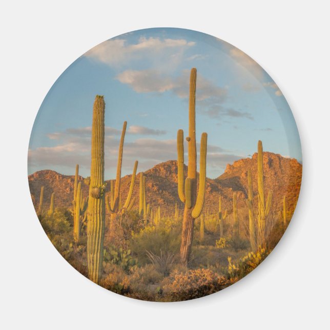 Imán Cactus de Saguaro al atardecer, Arizona (Frente)