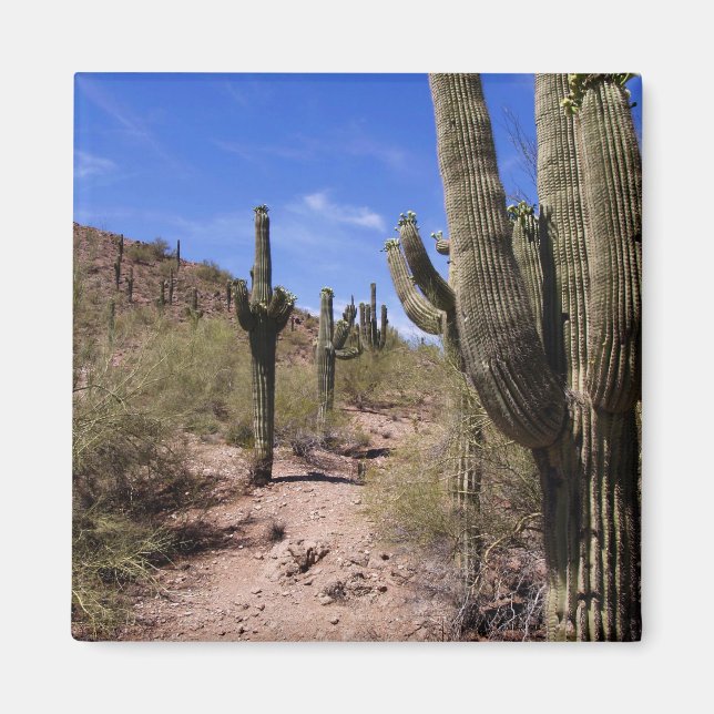 Imán Cactus del desierto en Arizona (Frente)