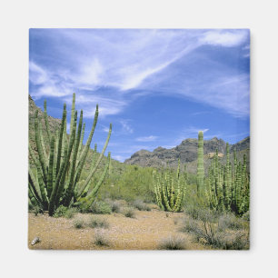 Imán Cactus del desierto en el Monumento Nacional Organ