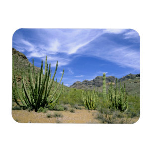 Imán Cactus del desierto en el Monumento Nacional Organ